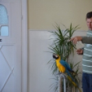 Papagáj, hüllő kiállítás