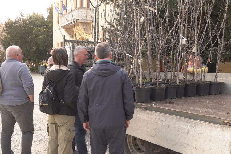 GYÜMÖLCSFA-OSZTÁS KARCAGON