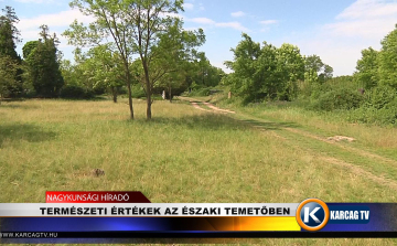 Természeti értékek az északi temető területén