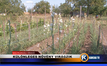KÜLÖNLEGES NŐVÉNY VIRÁGZIK
