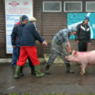 Disznótoroztak a karcagi focisták