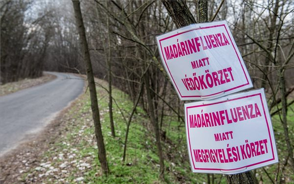 Már Jász-Nagykun-Szolnok megyében is megjelent a madárinfluenza