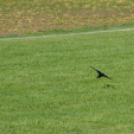 Tiszafüredi VSE - Karcagi SE 2:0 (0:0)