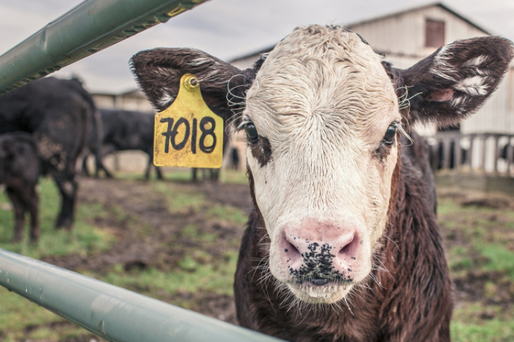  Újabb segítséget kapott a tejelő szarvasmarha ágazat