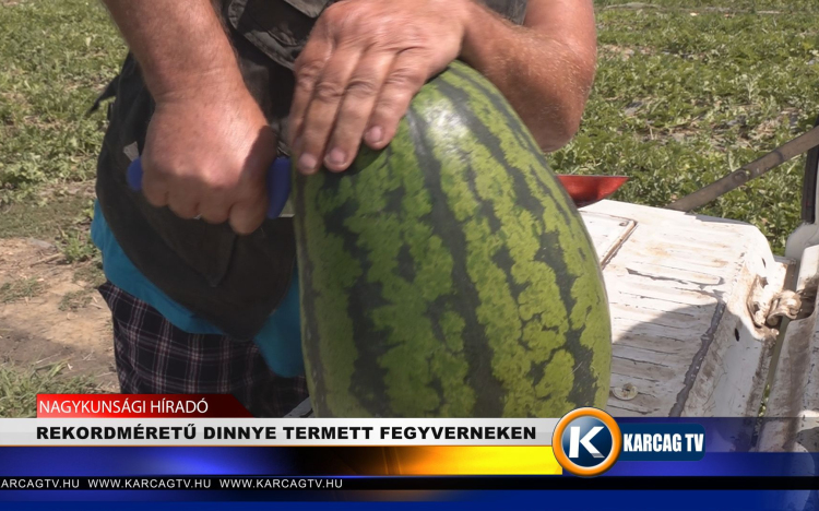 REKORDMÉRETŰ DINNYE TERMETT FEGYVERNEKEN 