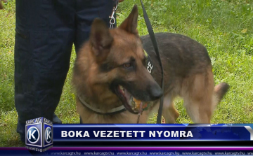 Boka vezette nyomra
