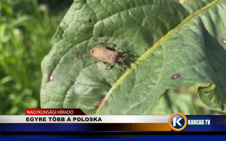 EGYRE TÖBB A POLOSKA