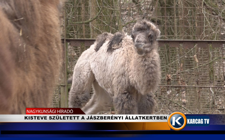 KISTEVE SZÜLETETT A JÁSZBERÉNYI ÁLLATKERTBEN 