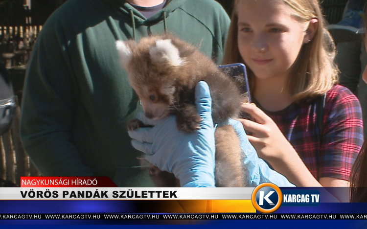VÖRÖS PANDÁK SZÜLETTEK