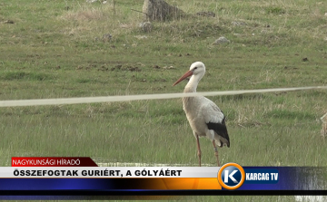 ÖSSZEFOGTAK GURIÉRT, A GÓLYÁÉRT