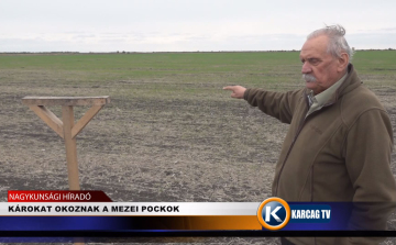 KÁROKAT OKOZNAK A MEZEI POCKOK