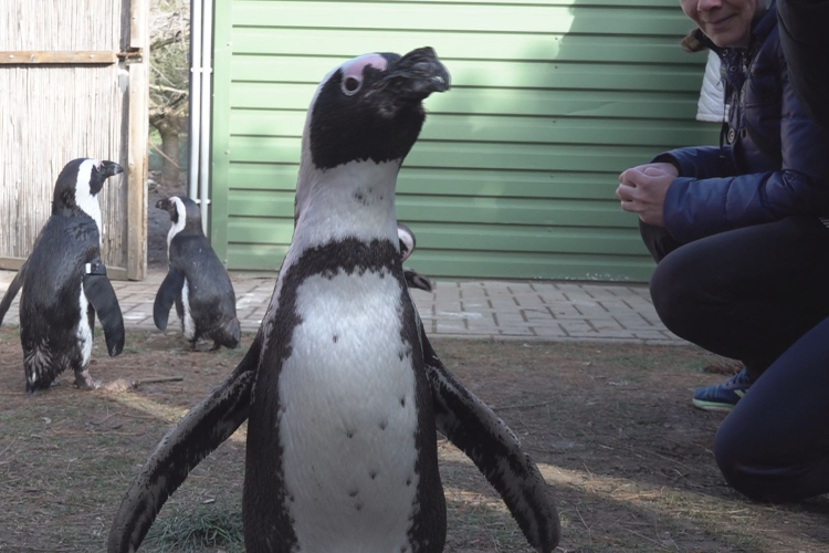 KÜLÖNLEGES TÉLI ÉLMÉNY A JÁSZBERÉNYI ÁLLATKERTBEN