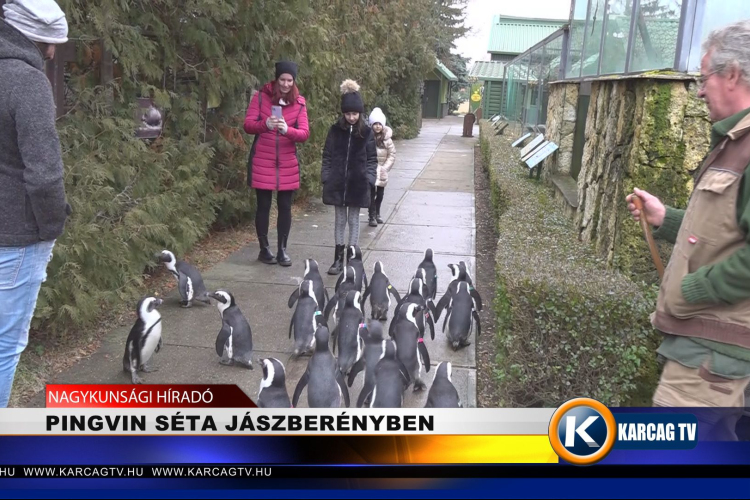 PINGVIN SÉTA JÁSZBERÉNYBEN