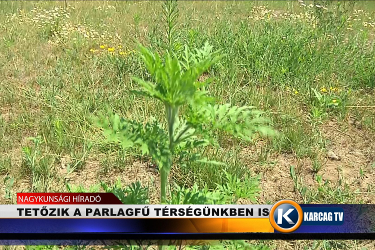 TETŐZIK A PARLAGFŰ TÉRSÉGÜNKBEN IS