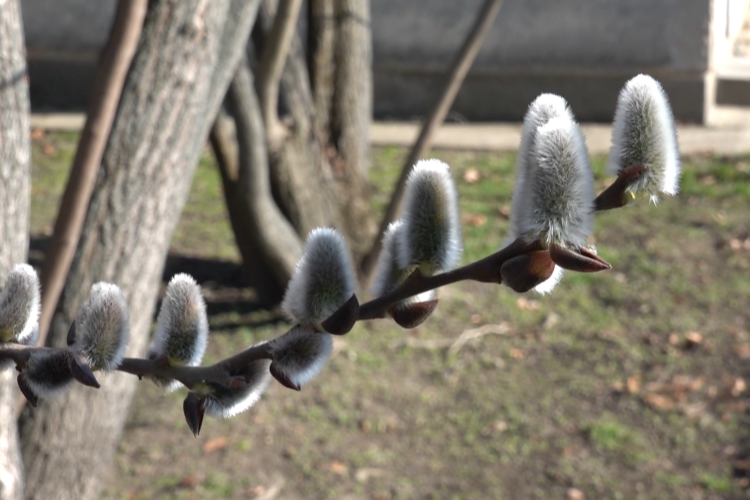 INDUL AZ POLLENSZEZON