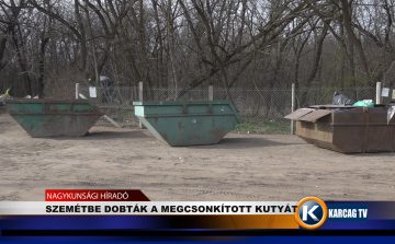 SZEMÉTBE DOBTÁK A MEGCSONKÍTOTT KUTYÁT