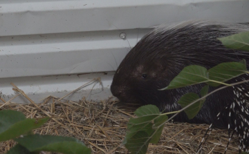 TARAJOS SÜLÖK TŰNTEK EL