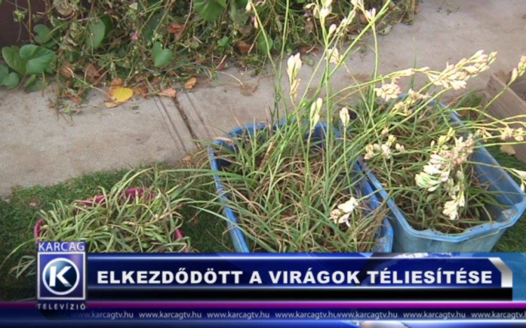 ELKEZDŐDÖTT A VIRÁGOK TÉLIESÍTÉSE