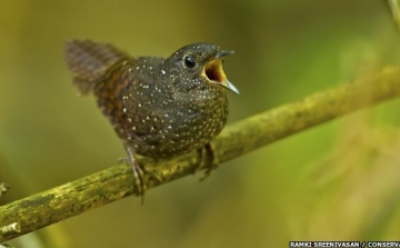 DNS-elemzéssel fedeztek fel egy új madárcsaládot Ázsiában