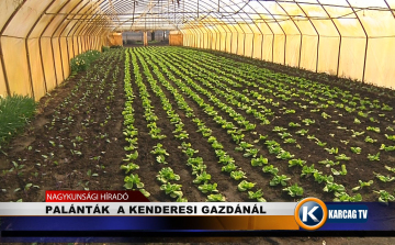 PALÁNTÁK  A KENDERESI GAZDÁNÁL