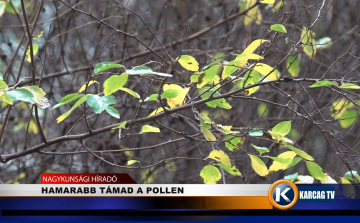 HAMARABB TÁMAD A POLLEN 