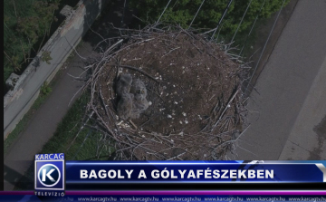 Baglyok a gólyafészekben