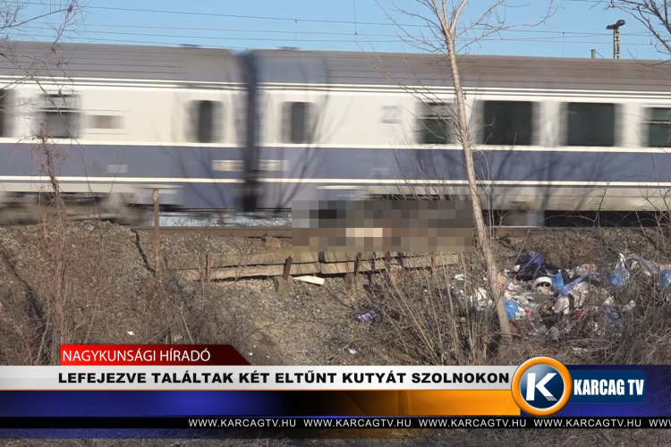 LEFEJEZVE TALÁLTAK KÉT ELTŰNT KUTYÁT SZOLNOKON