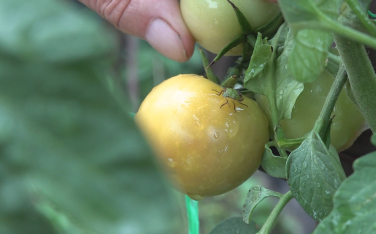 GONDOT OKOZNAK A POLOSKÁK A KERTEKBEN
