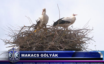 MAKACS GÓLYÁK