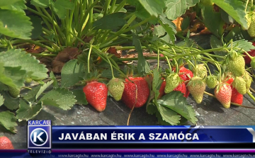 Javában érik a szamóca
