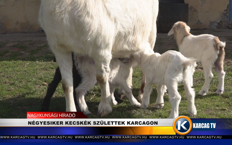 NÉGYESIKER KECSKÉK SZÜLETTEK KARCAGON