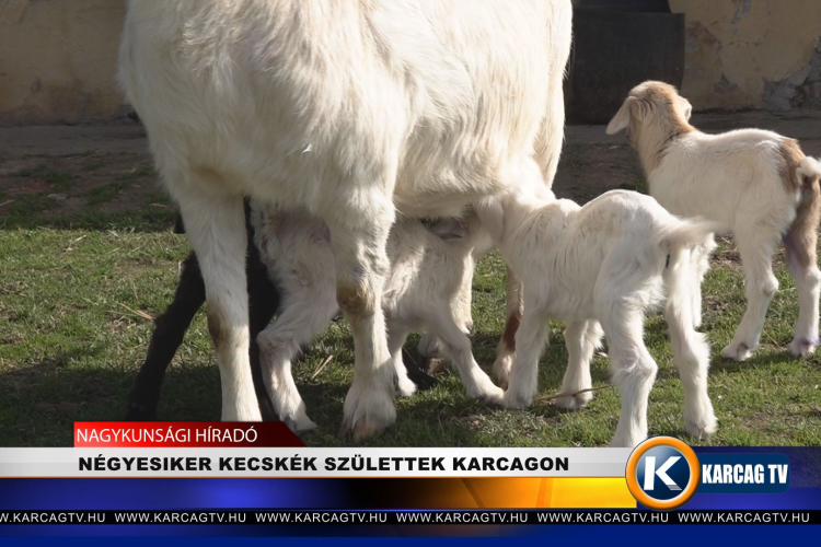 NÉGYESIKER KECSKÉK SZÜLETTEK KARCAGON