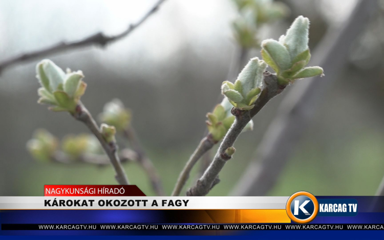 KÁROKAT OKOZOTT A FAGY