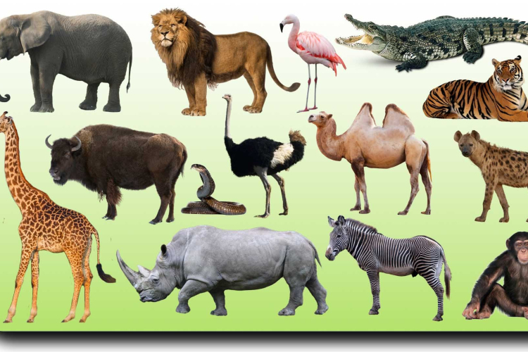 Drasztikus mértékben csökkentek az állatfajok populációi