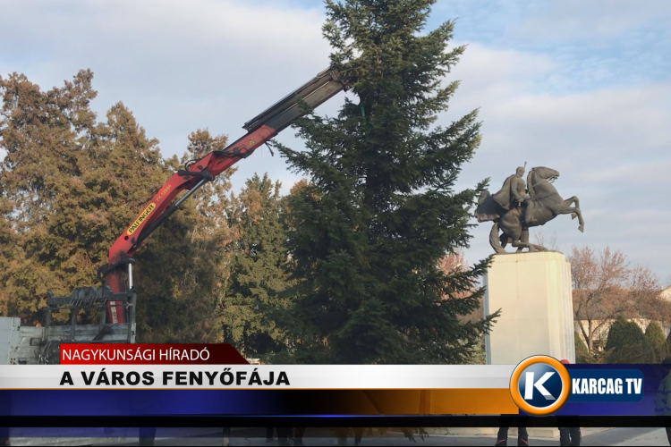 A VÁROS FENYŐFÁJA