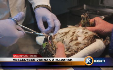 VESZÉLYBEN VANNAK A MADARAK
