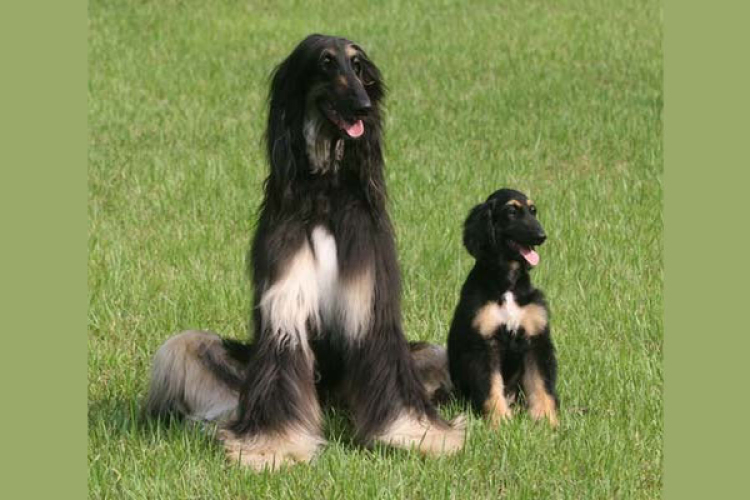 Már hétévesek és remekül vannak a világ első klónkutyájának klónjai