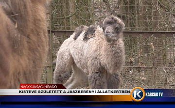 KISTEVE SZÜLETETT A JÁSZBERÉNYI ÁLLATKERTBEN 