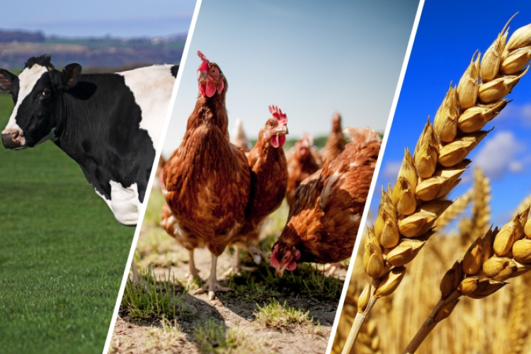 Egyre többen választják az agrár felsőoktatást