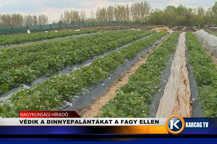  VÉDIK A DINNYEPALÁNTÁKAT A FAGY ELLEN 
