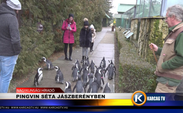 PINGVIN SÉTA JÁSZBERÉNYBEN