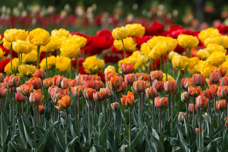 Meghosszabbították A Virágos Magyarország versenyre a jelentkezési határidőt