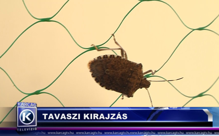 TAVASZI KIRAJZÁS