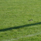 Tiszafüredi VSE - Karcagi SE 2:0 (0:0)
