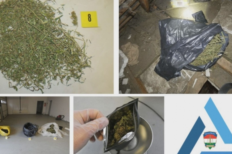 7 KG MARIHUÁNA SZÁRADT A PADLÁSON
