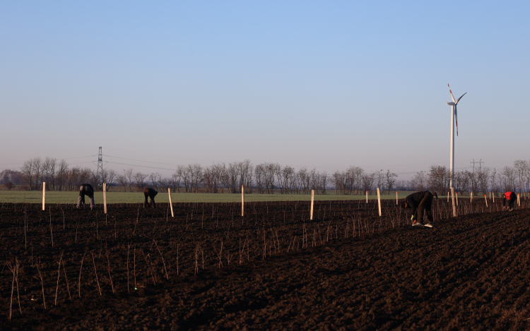 Sajtóközlemény - Mezővédő erdősáv telepítése Törökszentmiklós határában