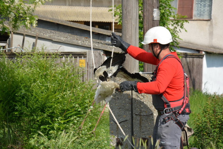 Gólyát mentettek a Karcagiak