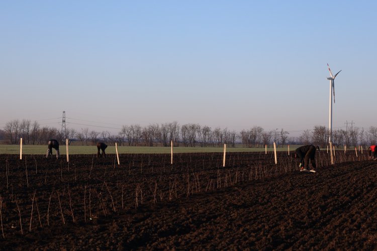 Sajtóközlemény - Mezővédő erdősáv telepítése Törökszentmiklós határában