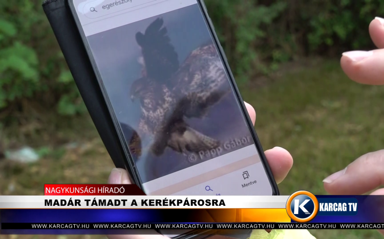 MADÁR TÁMADT A KERÉKPÁROSRA