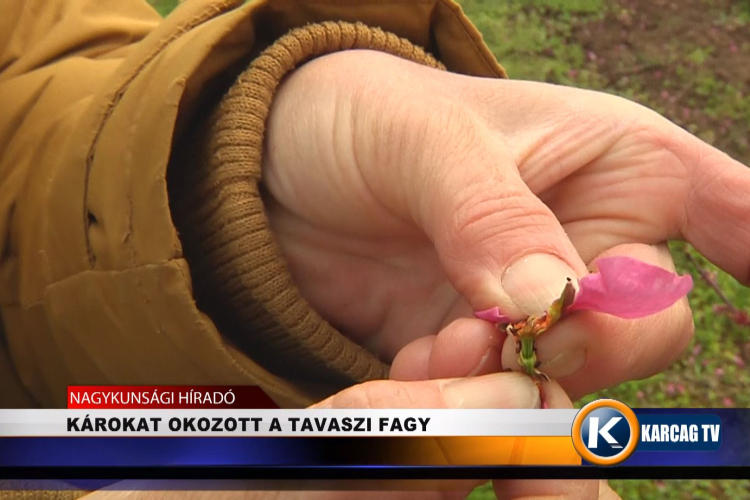 KÁROKAT OKOZOTT A TAVASZI FAGY